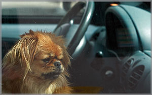 pet in car